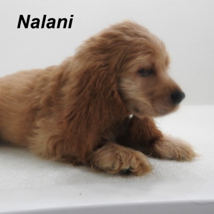 puppy, for, sale, Cocker Spaniel, Joe & Cherri  Overlease, dog, breeder, Miller, MO, dog-breeder, puppy-for-sale, forsale, nearby, find, puppyfind, locator, puppylocator, aca